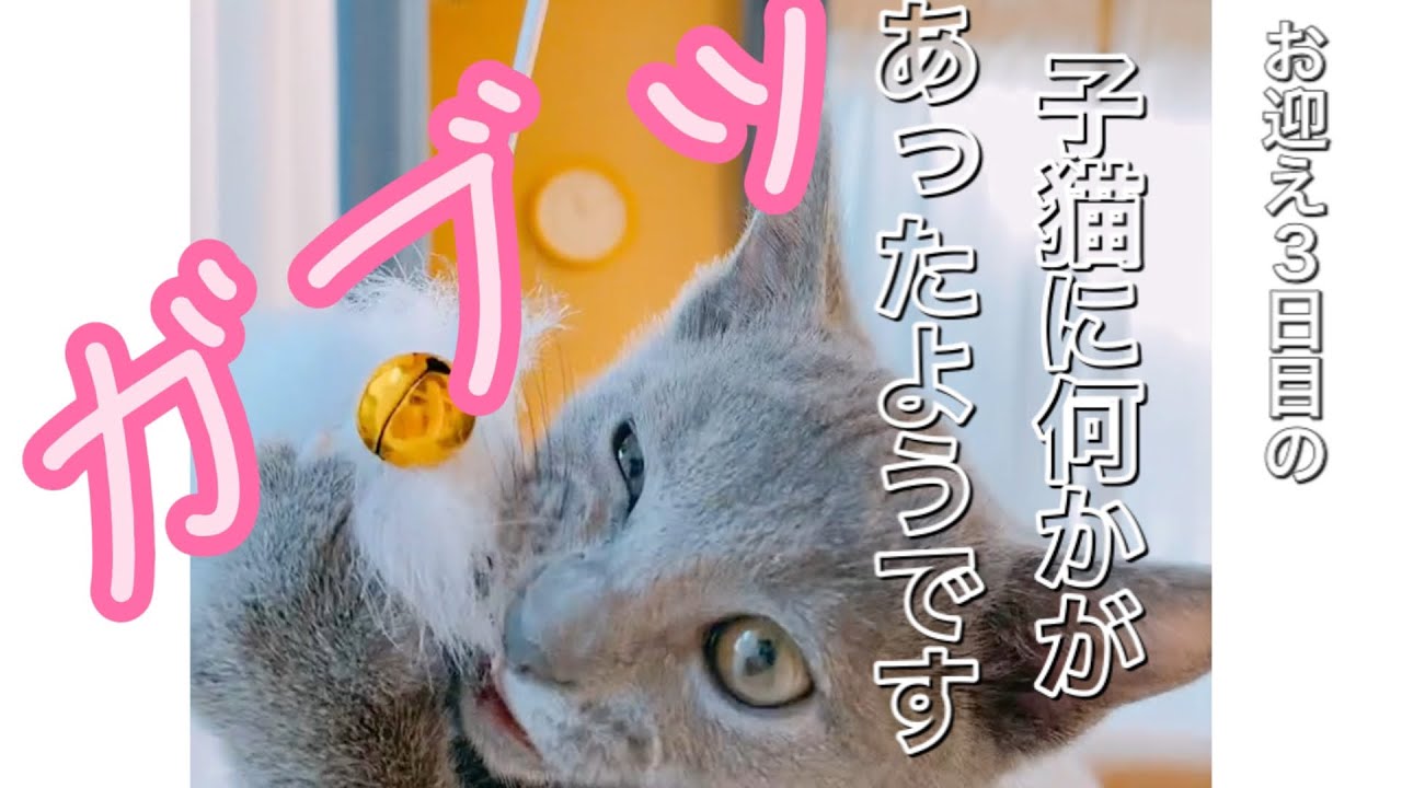 【ロシアンブルー♂】子猫お迎え3日目の猫に何かがあったようです#cat #猫