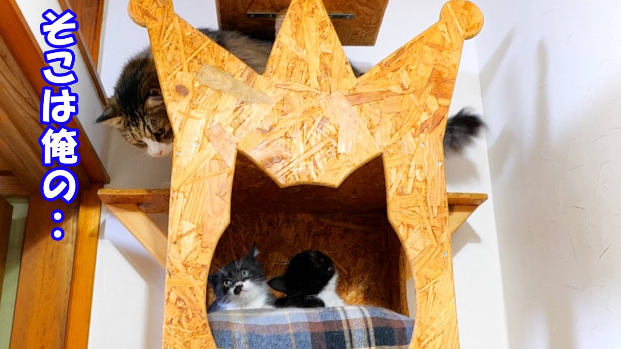 お気に入りのベッドだけど子猫達に使わせてあげる事にしたボス猫父さん【仲良し子猫姉妹の成長記録】