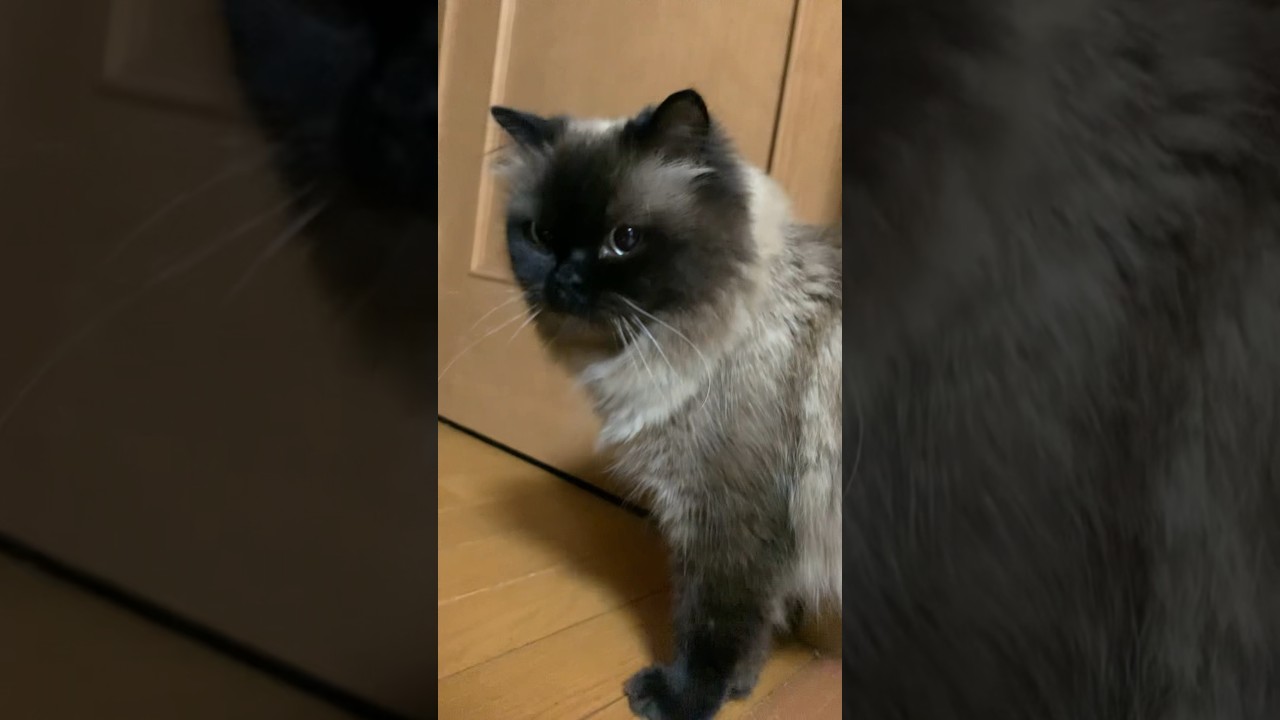 寝起きのげんたくん #猫 #ヒマラヤン #猫のいる暮らし #shorts
