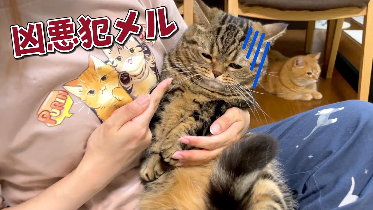 可愛い顔して本気を出すと恐ろしい猫がやばすぎた…
