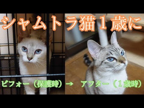 【シャムトラ】１歳になりました。