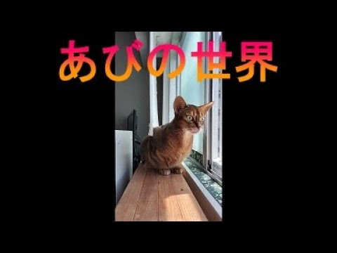 ネコ動画あび＃3608　あびの毎日　アビシニアン　あび