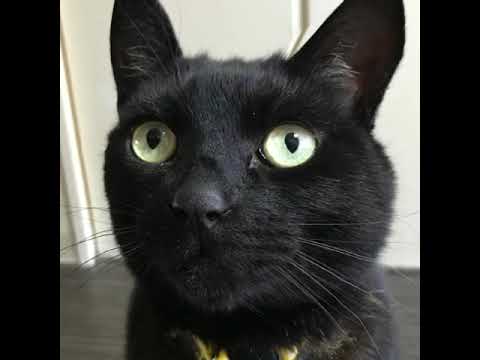 黒猫「シャムシェイド」を歌う→【歌う黒猫】壊れるほど愛する歌-生牡蠣編-「SIAM SHADE/1/3の純情な感情」※黒猫日記-438日目