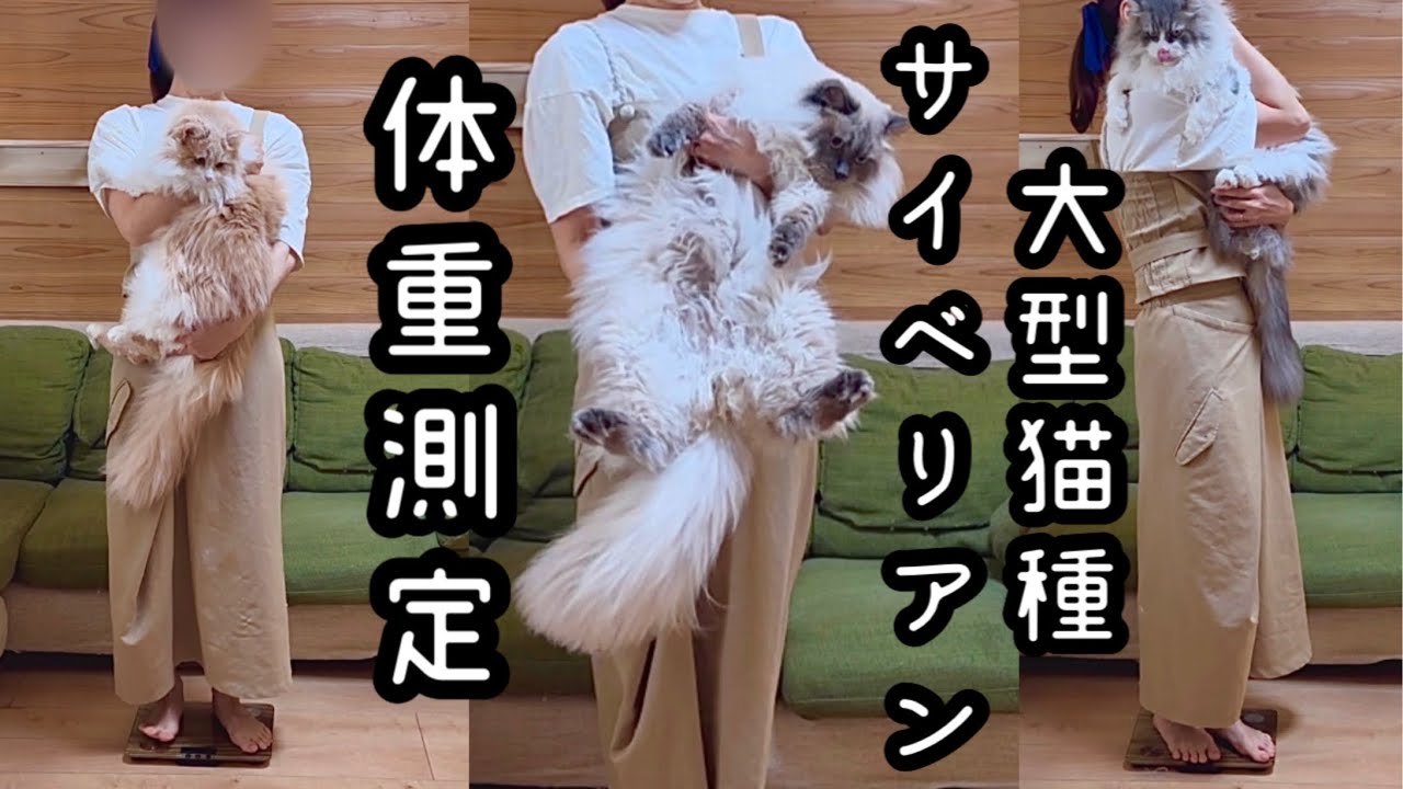 大型猫種のサイベリアンの体重測定　抜き打ち体重測定で晒されるデカさ　サイベリアンはこんなに大きくなる