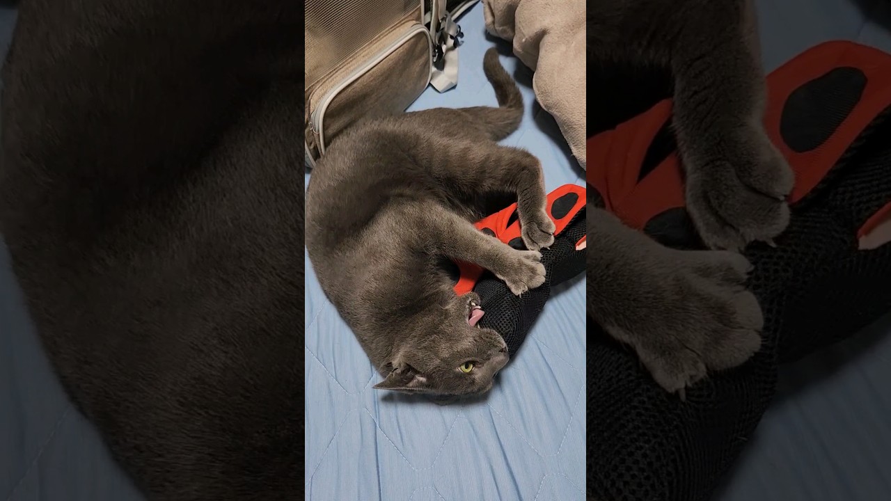 蹴りぐるみにじゃれる猫