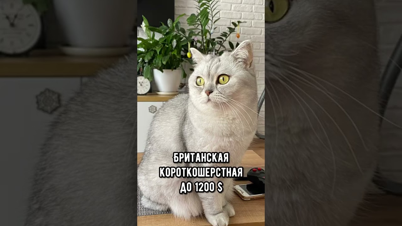 Самые дорогие породы кошек #кот #коты #shorts