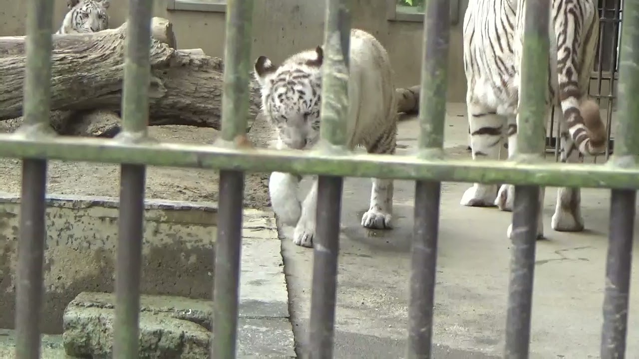 2024.6.9 宇都宮動物園☆ホワイトタイガーのシラナミお母ちゃん、アイカ&イオリ_02