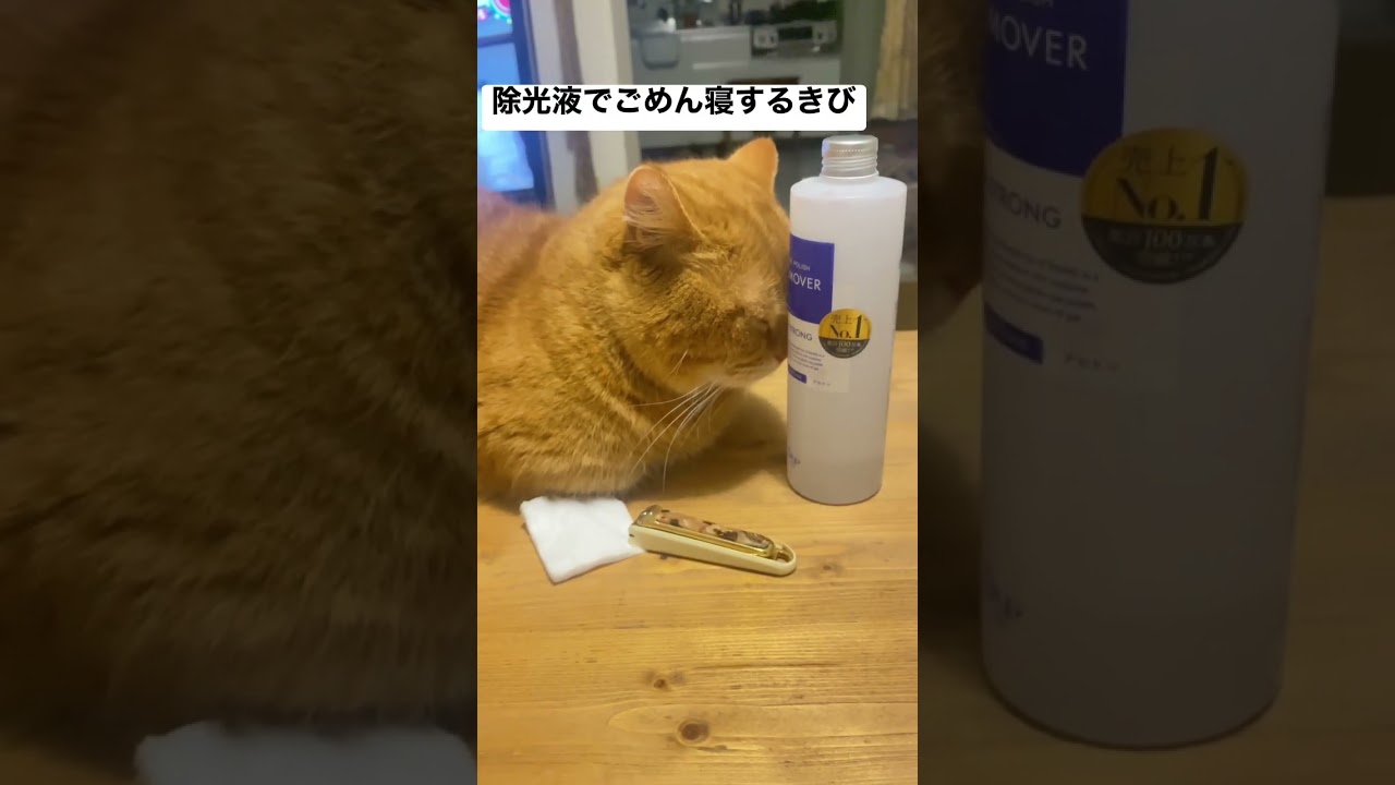 衝撃的なごめん寝するきび #ごめん寝 #マニキュア #マンチカン #munchkin #cattv #猫のいる暮らし #猫のいる生活