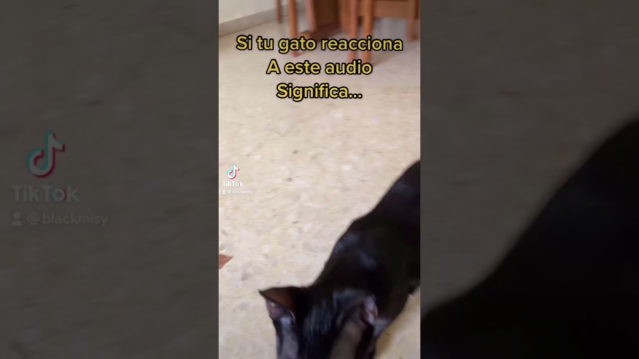Cuando mis gatos escuchan llorar a un gatito 😍