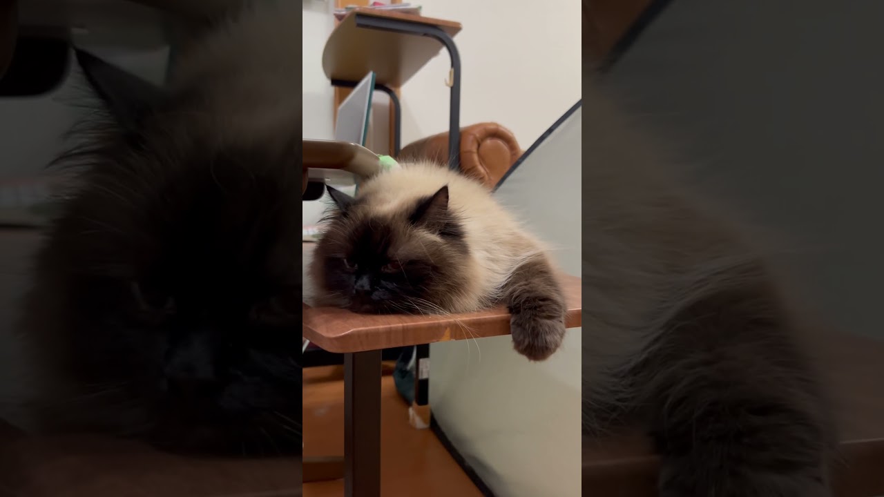 お眠なグラン　#猫 #cat #ラグドール #ヒマラヤン #shorts