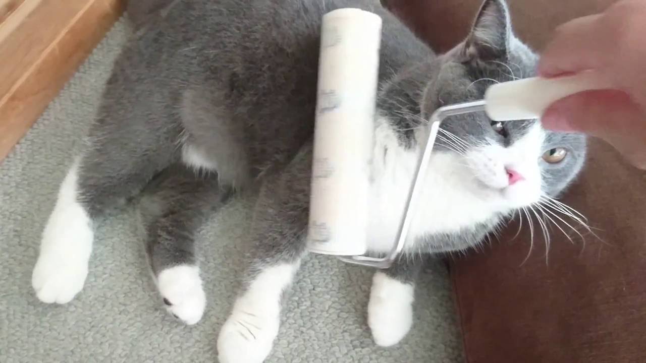 直接コロコロ粘着ロールで抜け毛ケア ｜ ブリティッシュショートヘア 猫の小鉄