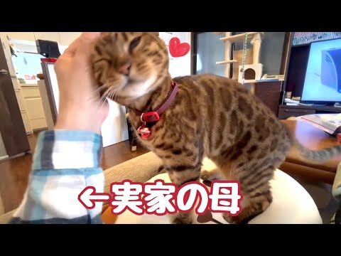 実家のオカンに急激に懐いてるベル様