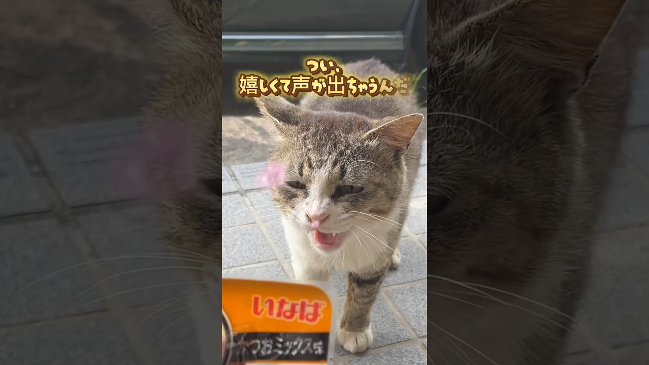 「大丈夫。取ったりしないから♡」#野良猫#地域猫