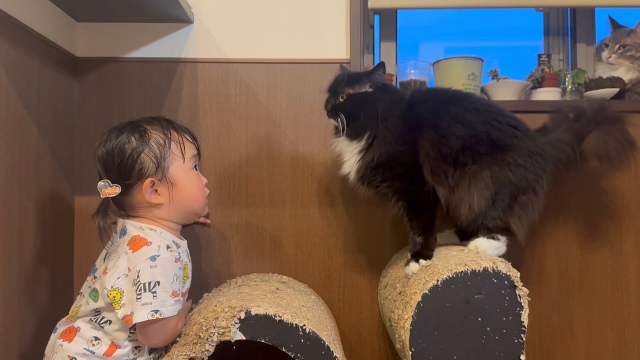 涼しい場所を見つけて涼む猫　ノルウェージャンフォレストキャットA cat finds a cool spot to cool off. Norwegian Forest Cat.