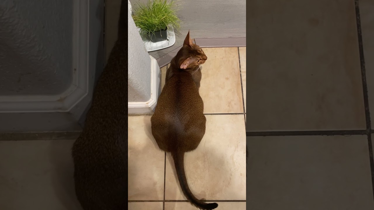 Abyssinian cat personality 🤔#shots #abyssinian #aby #cat #catvideos #animals