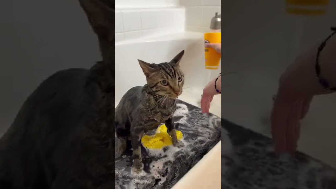 OUR FAVORITE TIME OF THE YEAR 😹 #shorts