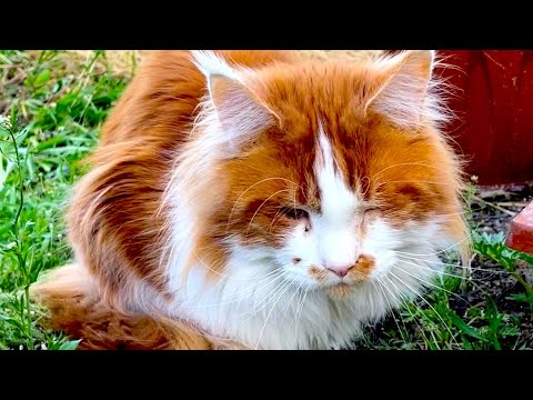 【眼瞼内反症】もし貴方の猫様の治療費15万円請求されたら？低額で猫の病気を治した話【猫風邪】
