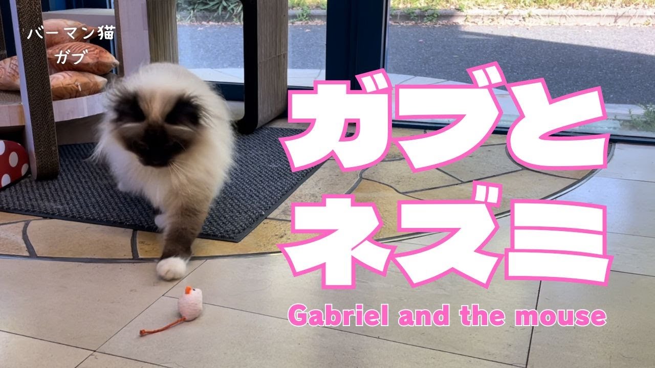 バーマン猫ガブとラフとミカ【ガブとネズミ】Gabriel and the mouse（バーマン猫）Birman/Cat