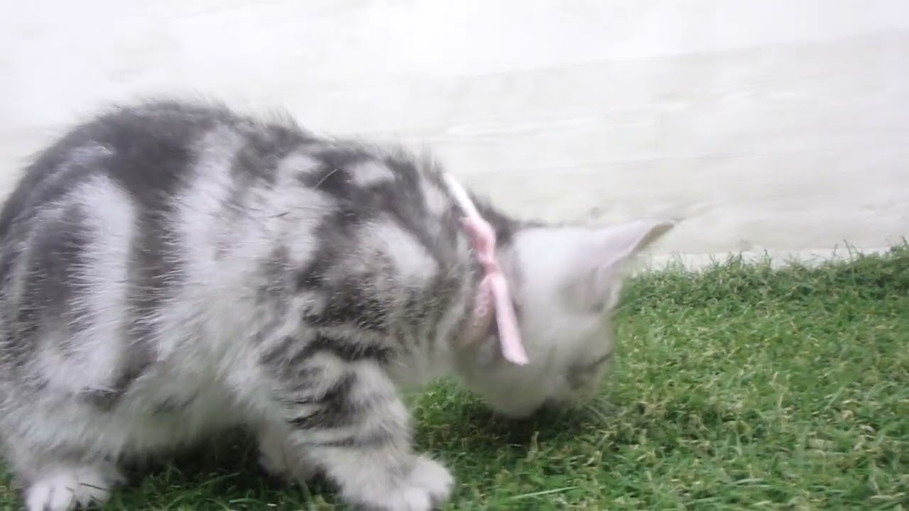 Coo&RIKU　No00679448 マンチカン