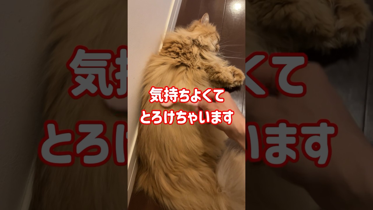 猫の気持ちを考えたグルーミングブラシ　#shorts #サイベリアン #siberian