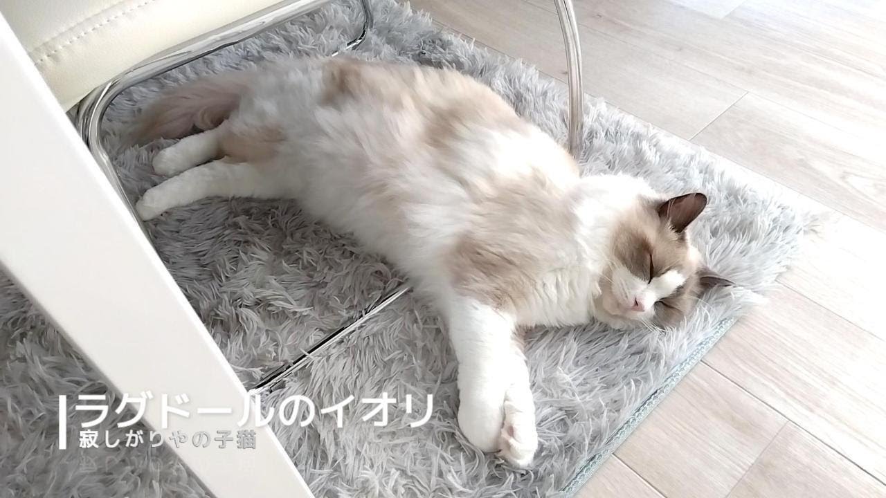 【ラグドール】寂しがりやの子猫