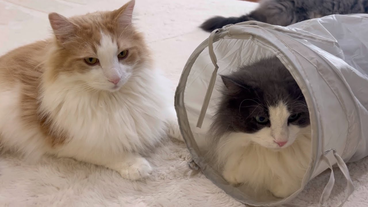 【ハイテンションw】くつろぐことをやめたターキッシュアンゴラと、満足した弟たちwww