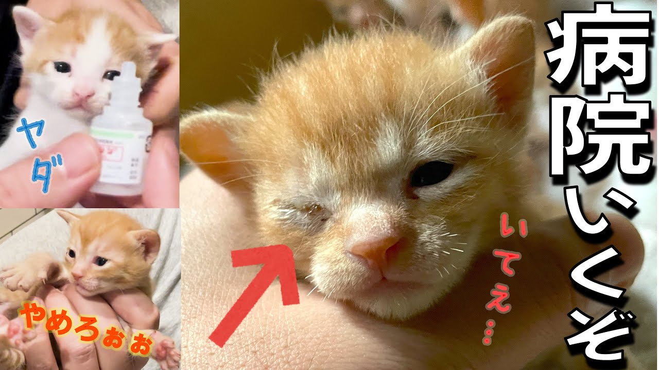 子猫、はじめての病院＆目薬をさすぞ【猫の結膜炎】