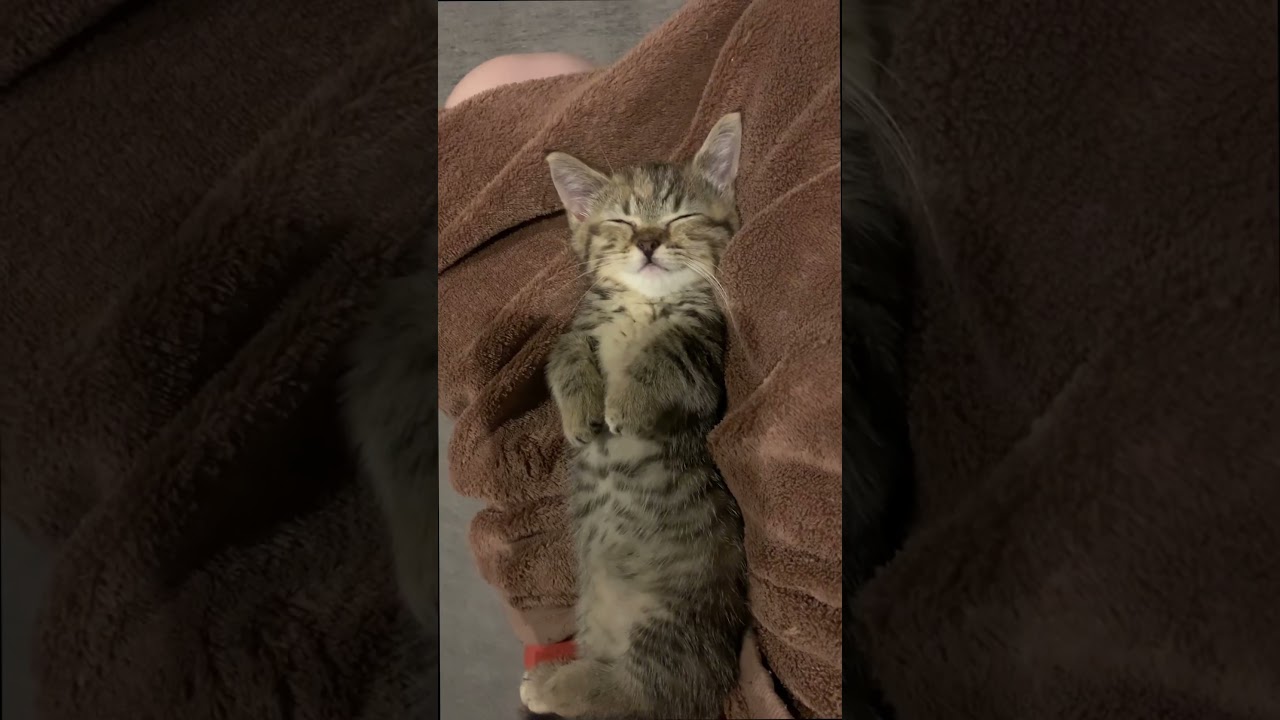 おやすみなさい😴🌙💕#こねこ #ねこ #マンチカン #cat #shorts