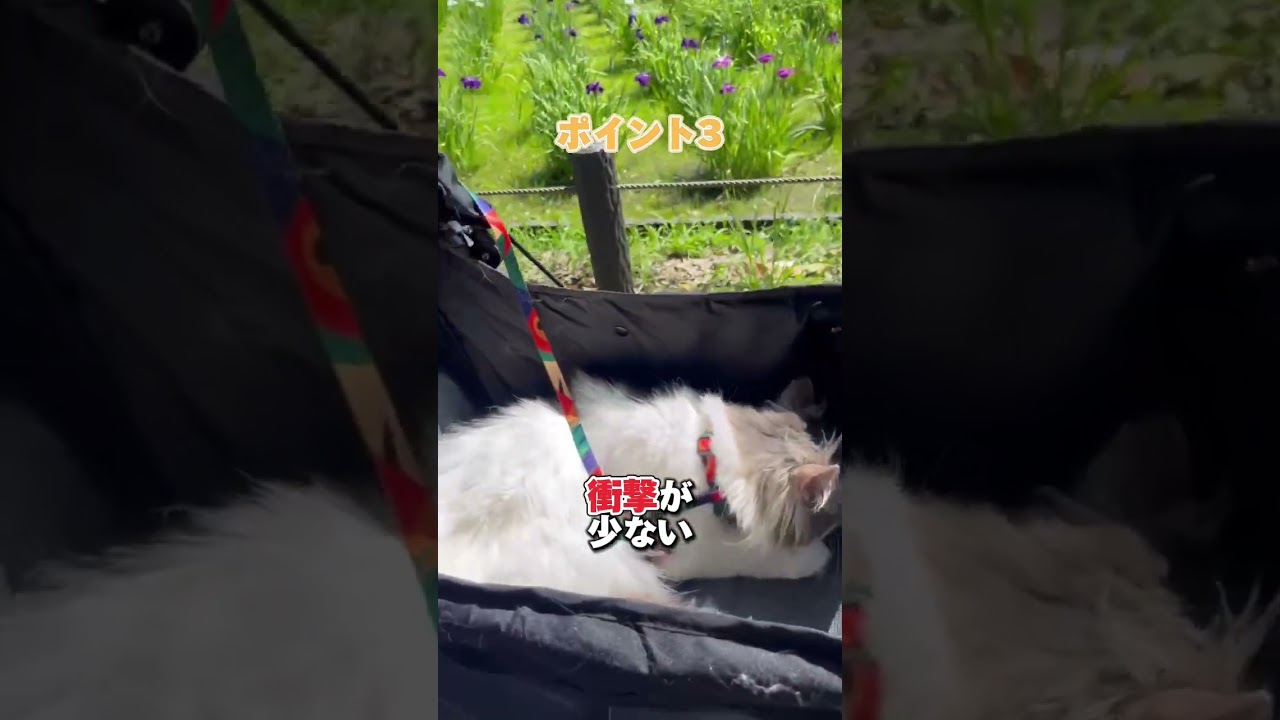 ペットの専門家オススメ【ペットカート】紹介　#totoroball  #サイベリアン #ねこ動画 #商品紹介