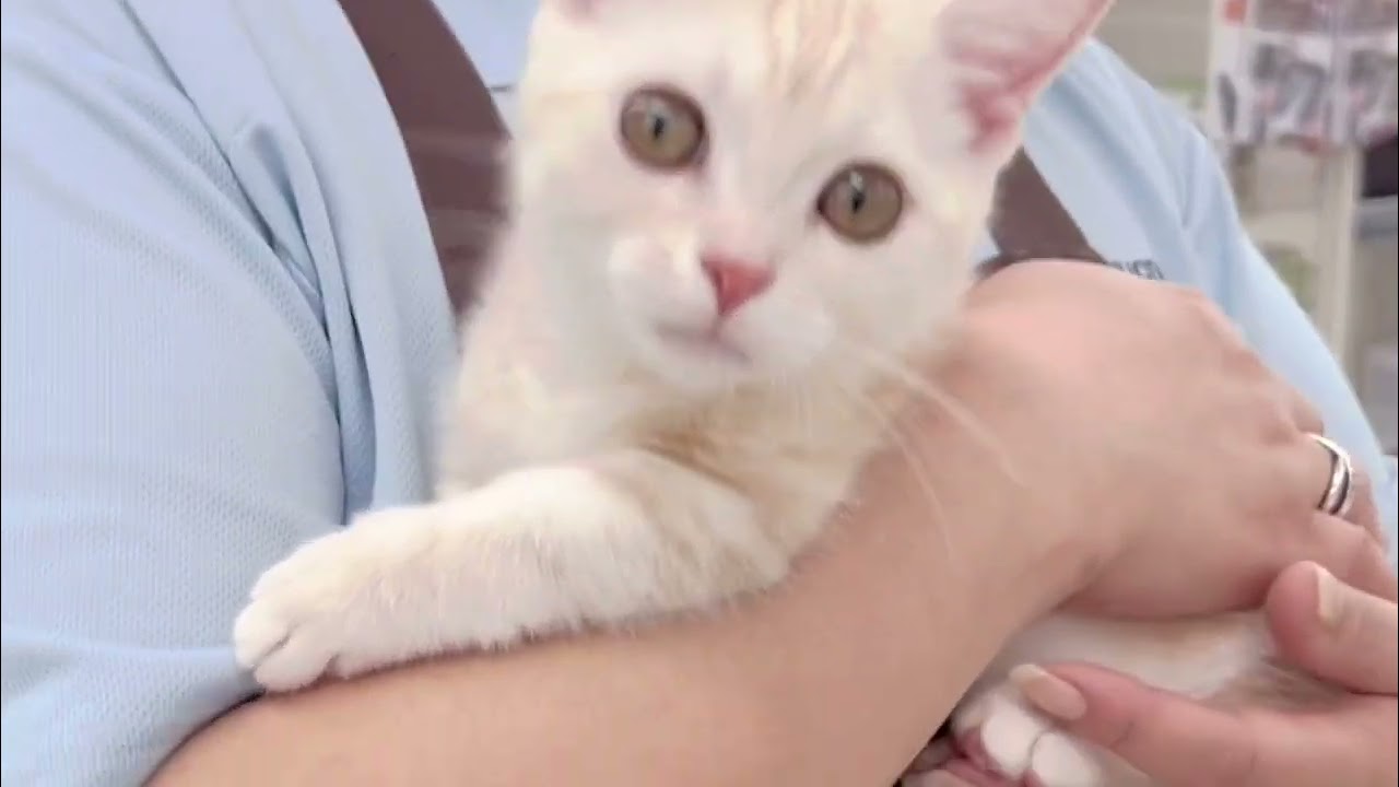 【2024.6.10撮影】マルワン本羽田店のちっちゃいマンチカンちゃん♪お散歩デビュー♡