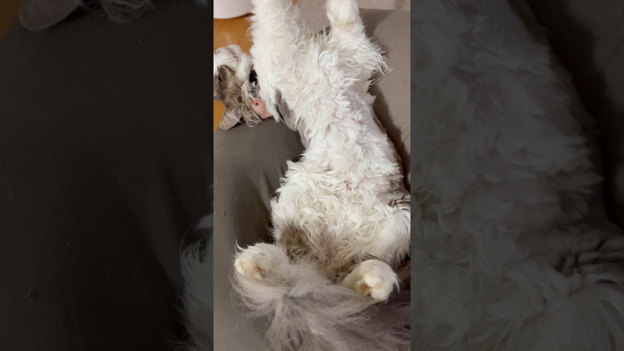 自己主張が強すぎる #被害者役の猫 #サイベリアン #shorts