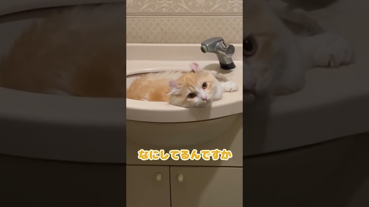 【キンカロー】そこ、お風呂じゃないですよ！【マンチカール】