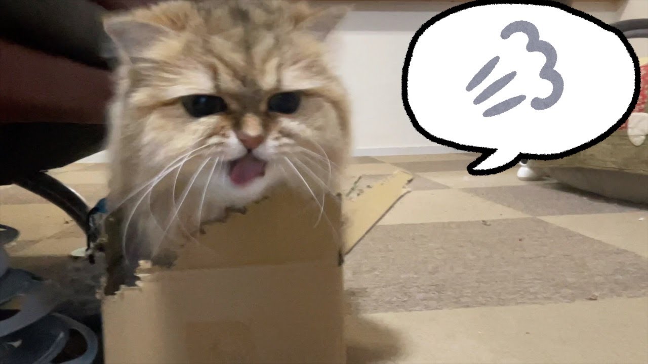 【ペルシャ猫】男の子のテリトリー意識が強過ぎてダンボールかじっちゃうペルシャ猫マリーちゃんがちょっと可哀想でした