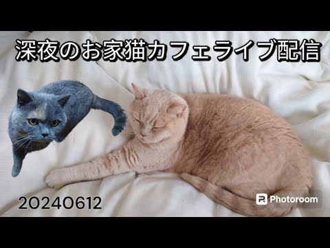 深夜のお家猫カフェライブ配信　８２