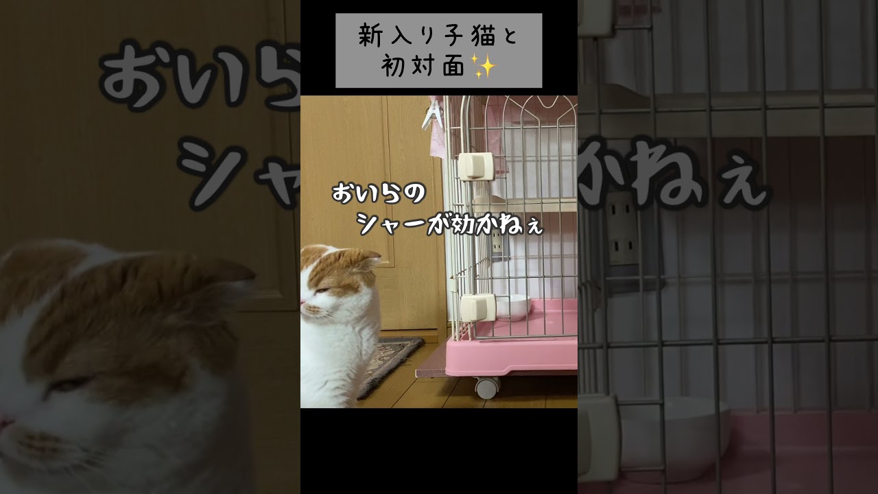 しゃー攻撃したのに子猫が無反応すぎて変な顔しちゃったネコ　#cat #猫 #ねこ