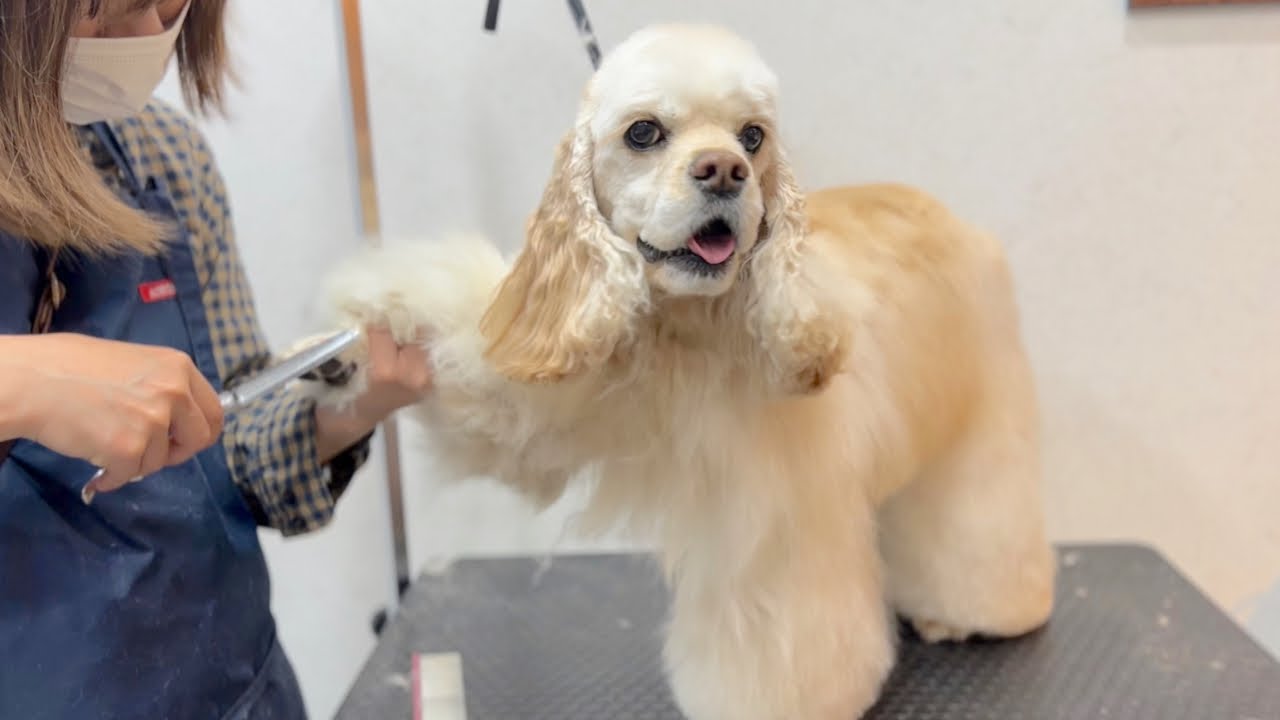 コッカーらしさを際立たせるカットスタイル✂︎（うららちゃん）