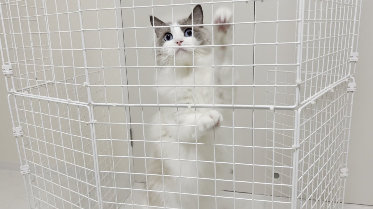 ラグドール猫が脱走してしまいました。