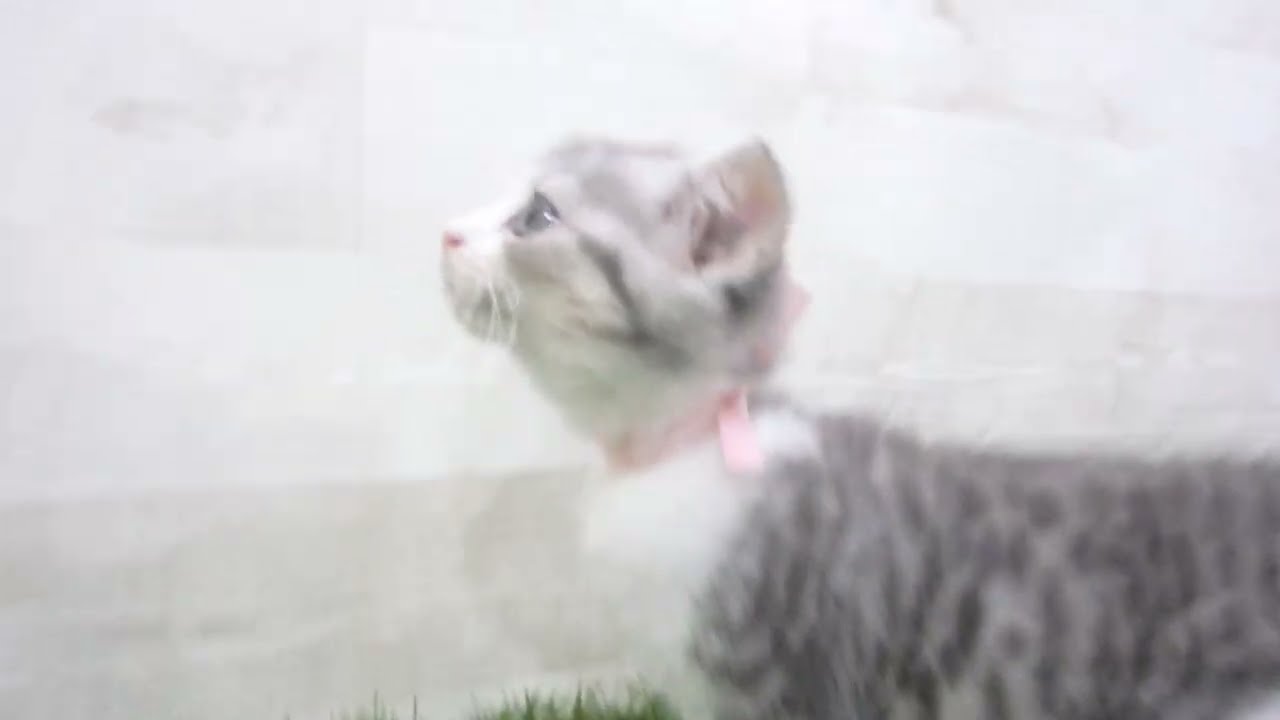 Coo&RIKU　No00679467 スコティッシュフォールド