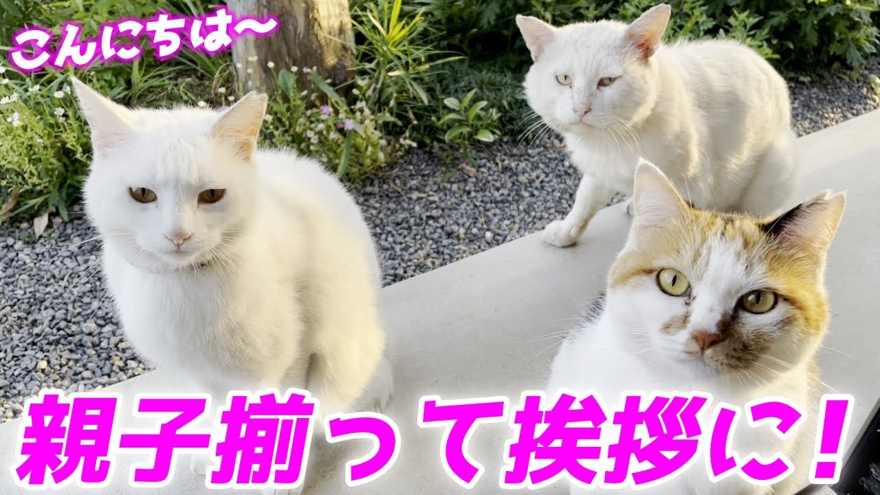 親子揃って挨拶に来てくれた母猫と父猫と娘猫が可愛すぎました！[三毛猫家族]