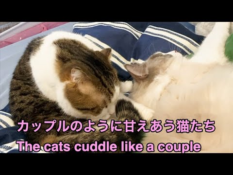 カップルのように甘えあう猫たち(The cats cuddle like a couple)