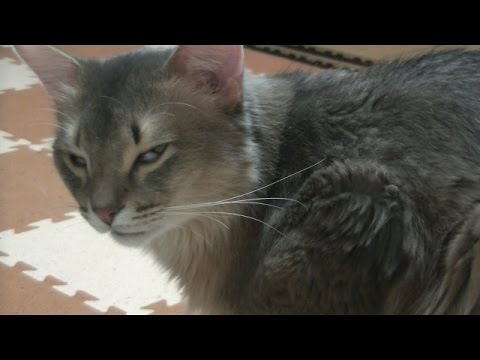 【閲覧注意】ソマリ君の嫉妬メラメラ　Jealousy of the cat.