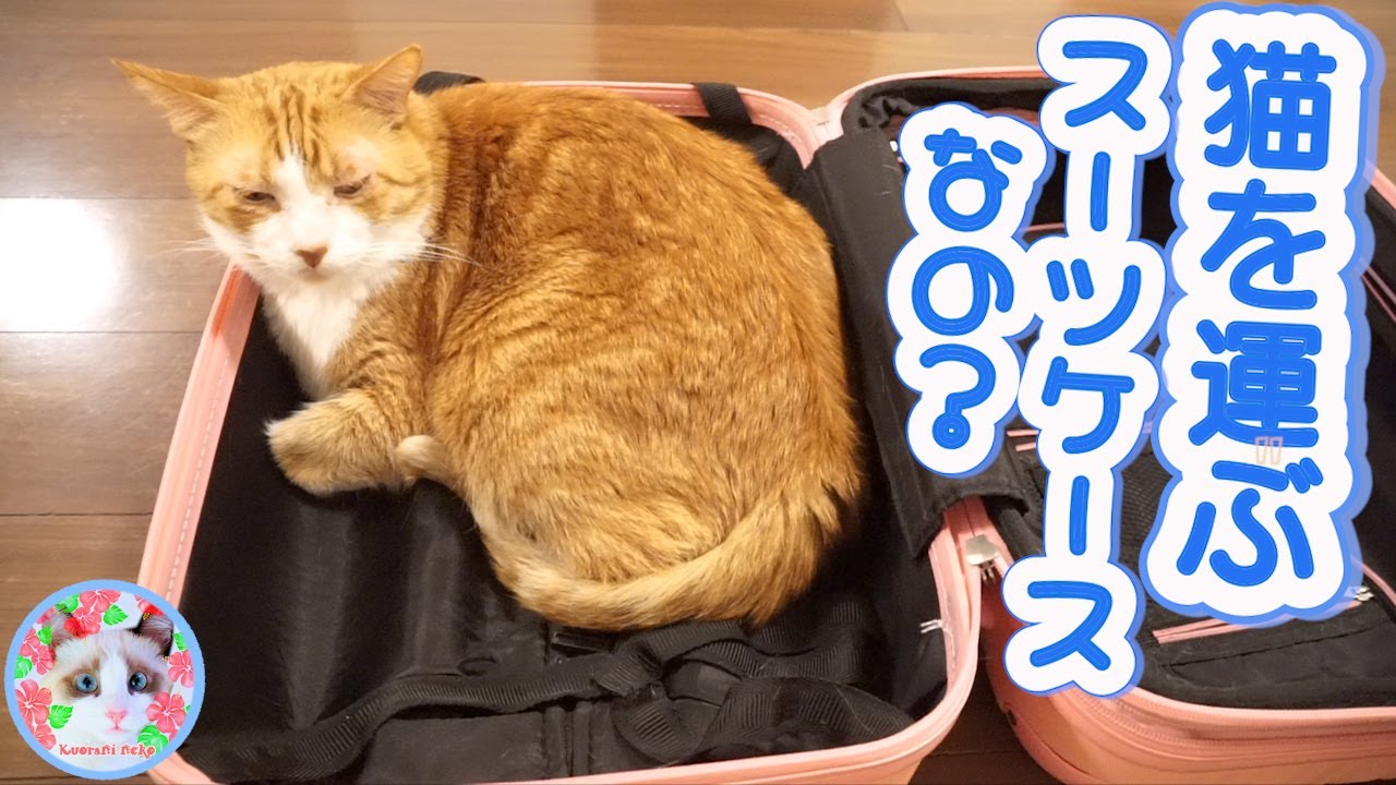 スーツケースに入りたがる猫がいるのでベルトを締めてあげたらこうなりました A cat who loves trunks