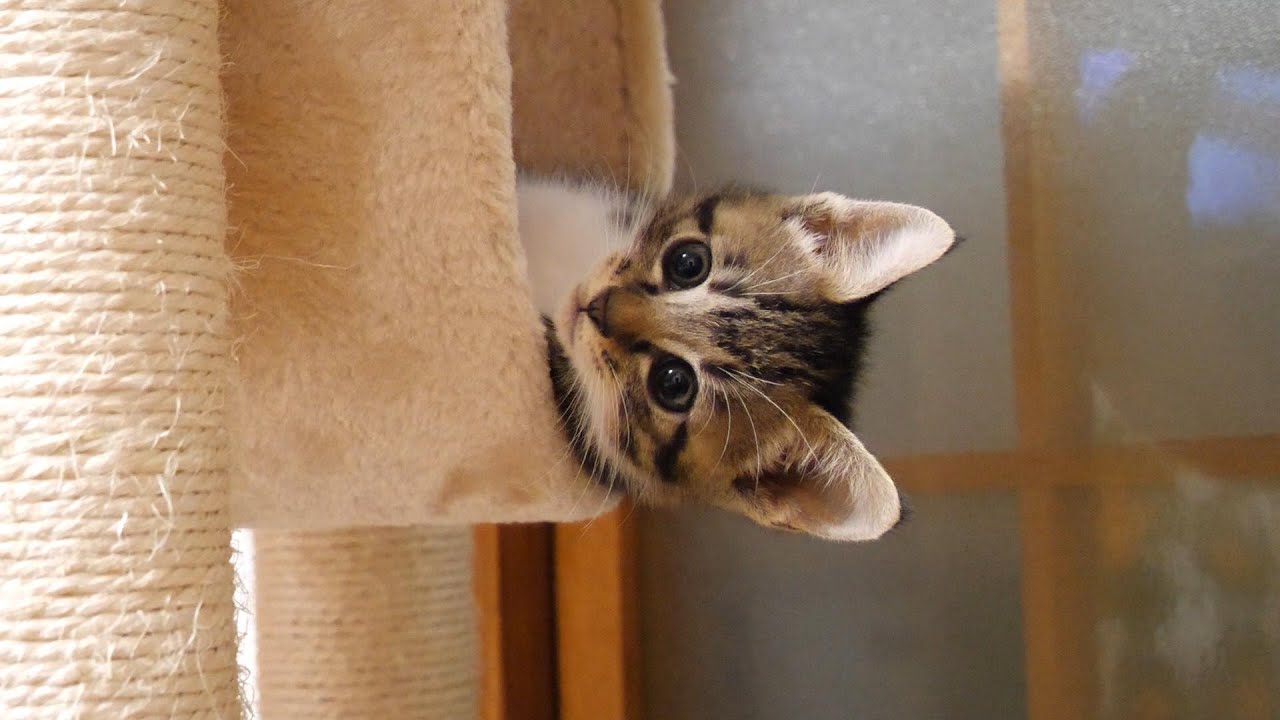 一分後、タワーから落ちちゃう子猫。【赤ちゃん猫　保護猫】