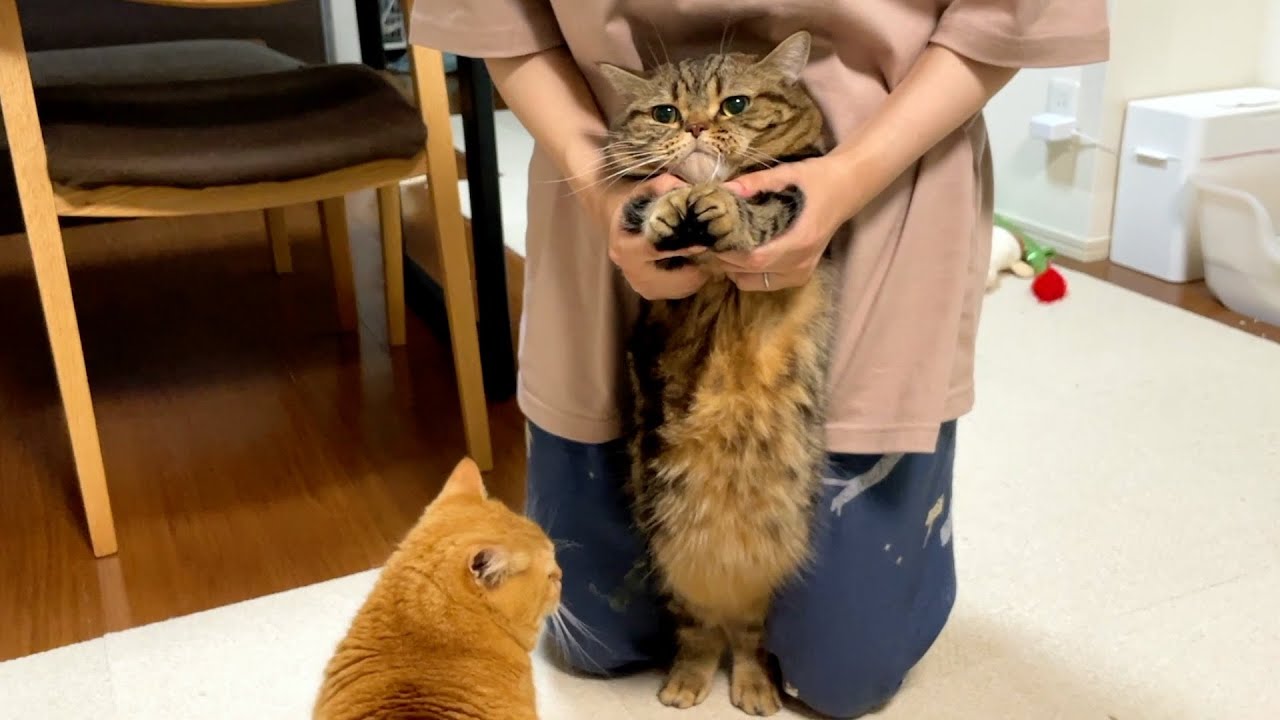 ついにメルまでも逮捕されてしまいました。