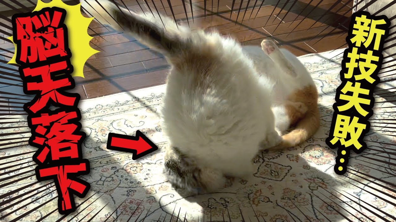 【危険すぎ】喧嘩中に新技失敗して首がおかしな方向に曲がってました…【関西弁でしゃべる猫】【猫アテレコ】