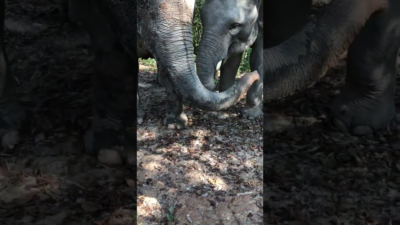 Thai Elephants Feeding Each Other: A Heartwarming Moment #travel #elephant #thailand #thai