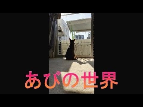 ネコ動画あび＃3797　あびの毎日　アビシニアン　あび