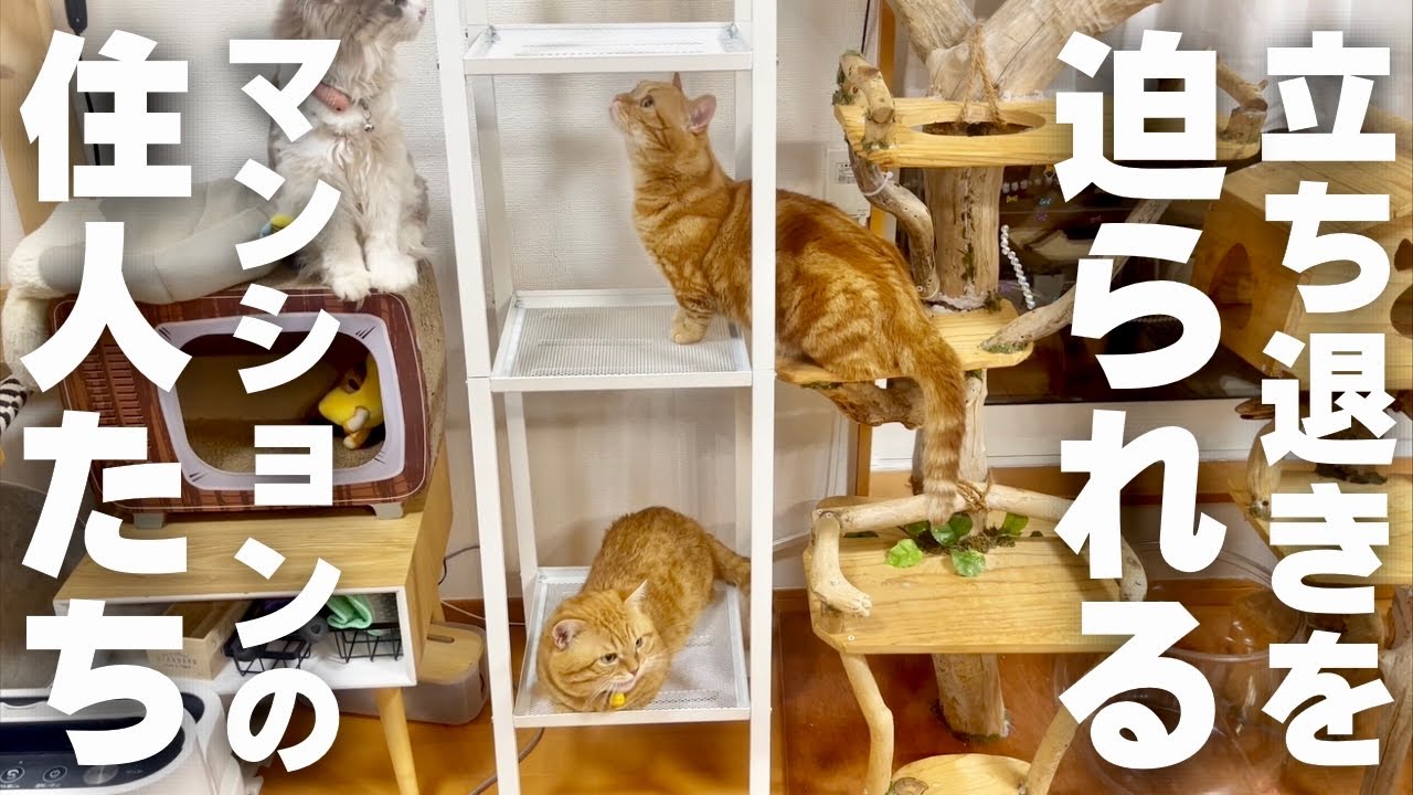 突然、立ち退きを迫られるマンションの住猫たち #猫 #マンチカン