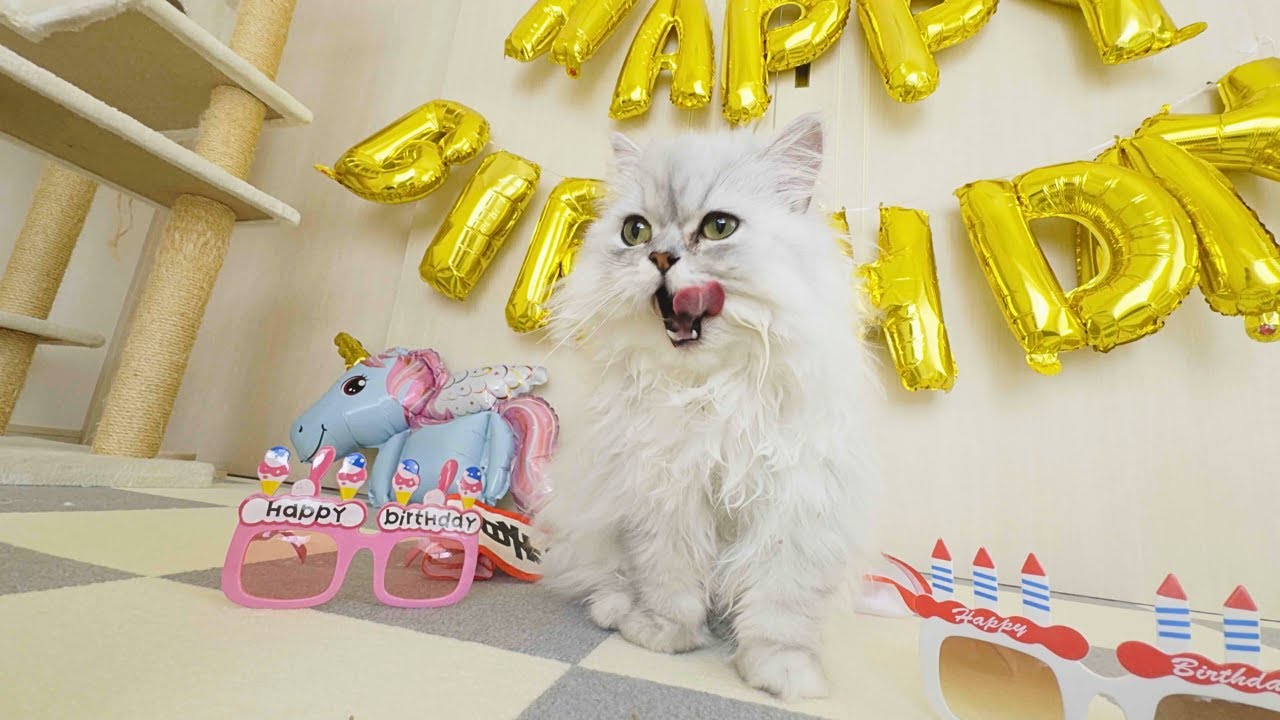 【ペルシャ猫】祝1歳！誕生日プレゼントに大満足な猫が可愛すぎた！
