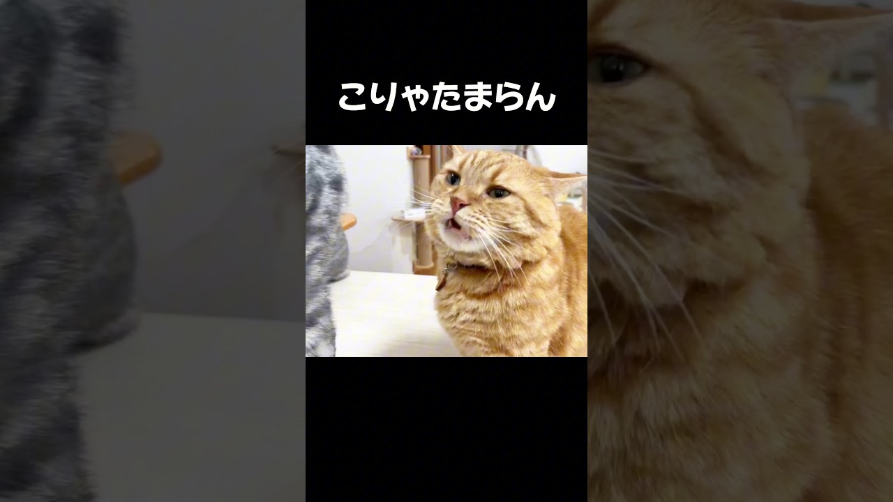 息子にちょっかい出そうとしたらやっぱり... #猫 #マンチカン #shorts
